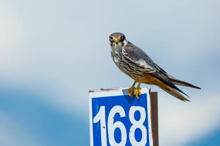 Bird on the Board