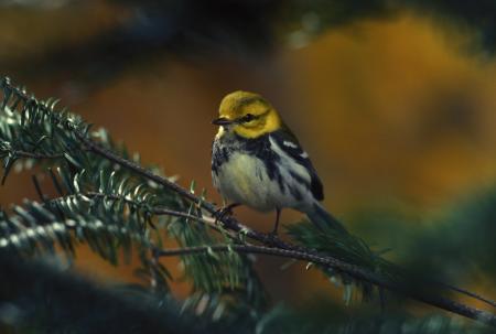 Bird on the Branch