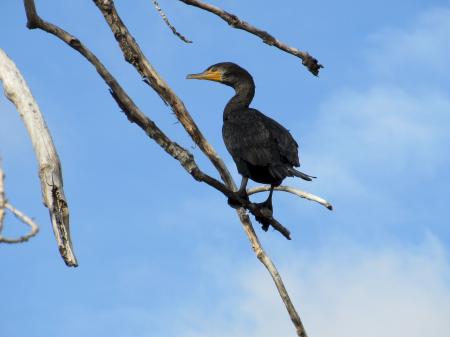 Bird on the Branch