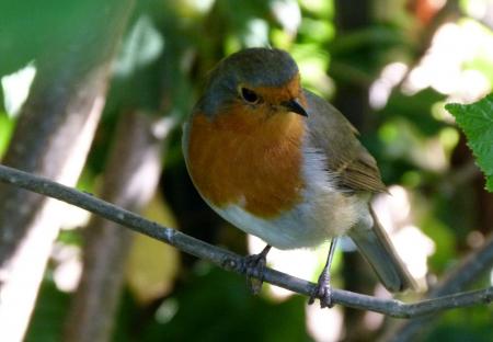 Bird on the Branch