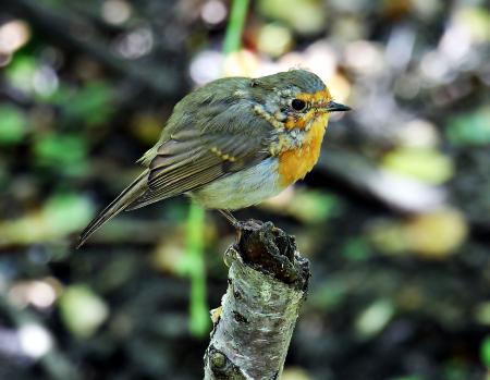 Bird on the Broken Branch