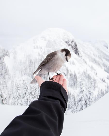 Bird on the hand