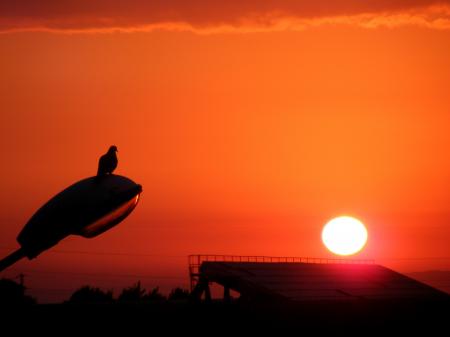 Bird on the Light