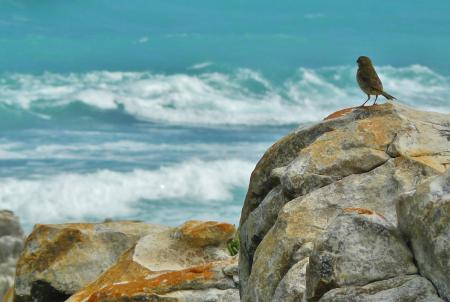 Bird on the Shore