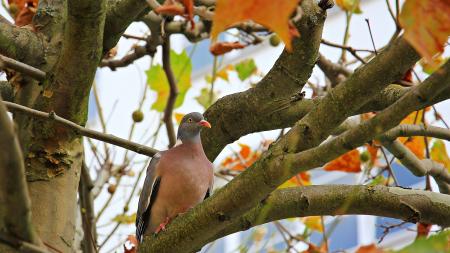 Bird on the Tree