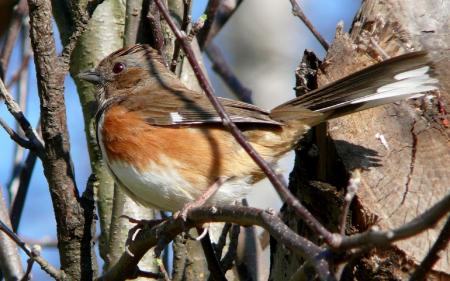 Bird on the Tree