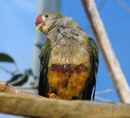 Bird on the Tree