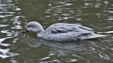 Bird on water