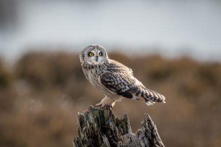 Bird Photography