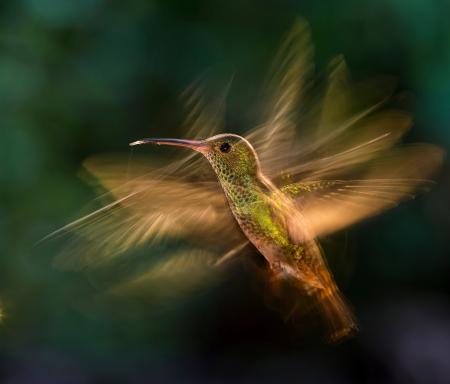 Bird Photography