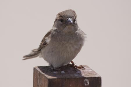 Bird Resting