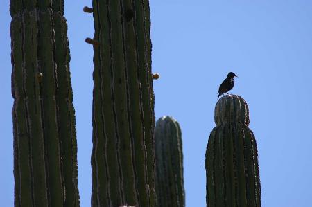 Bird sitting on cactus