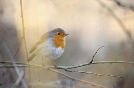 Bird with orange cheast