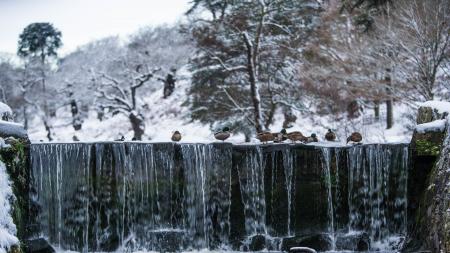 Birds Above Waterfalls