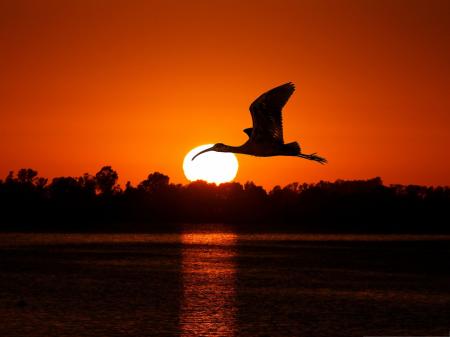 Birds at Sunset