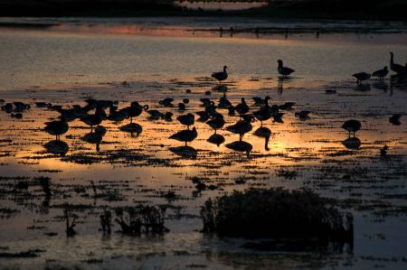 Birds at Sunset