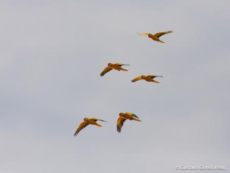 Group of Birds