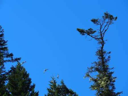 Birds flying in the sky