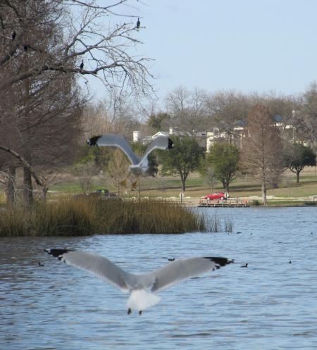 Birds Flying on the Lake