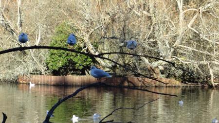 Birds in Southampton Common Pond