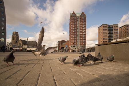 Birds in the City