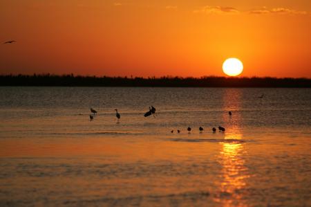 Birds in the River