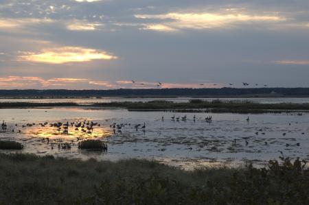 Birds in the River