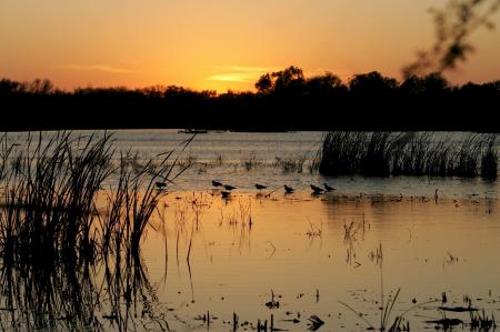 Birds in the River