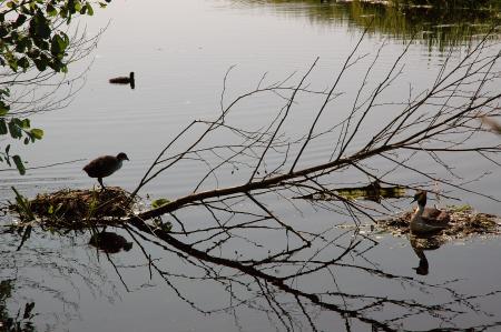Birds nest in the water