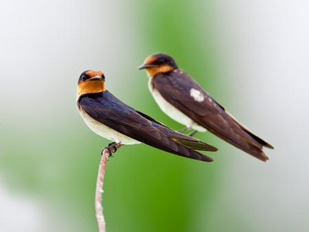 Birds on the Branch