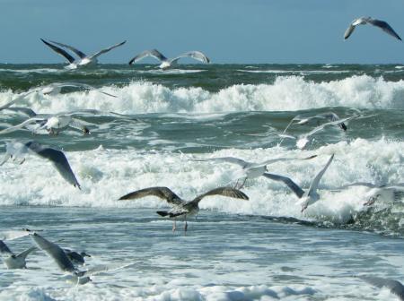 Birds on the Shore