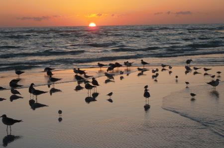 Birds on the Shore