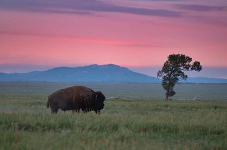 Bison and Lone Tree