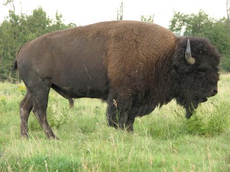 Bison Buffaloes