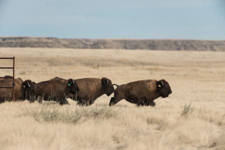 Bison Herd