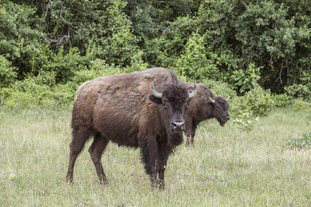 Bison in the Jungle