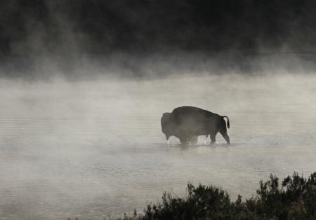 Bison in the River