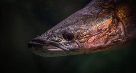 Black and Brown Fish