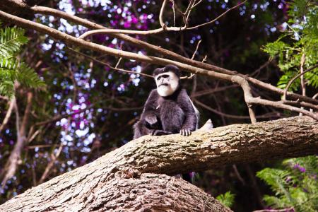 Black and Brown Monkey on Top of Tree