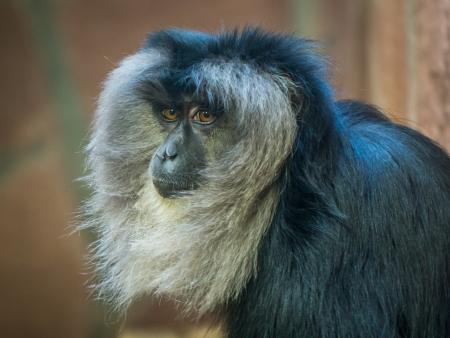 Black and Gray Monkey