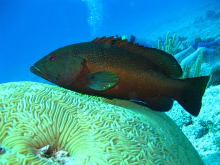 Black and Grey Fish Underwater