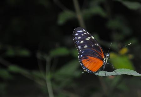 Black and Orange Butterfly Photo