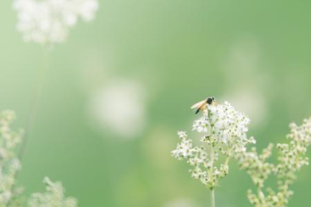 Black and Orange Winged Insect Pearch on Baby's Breath