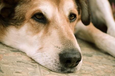 Black and Tan Short Coat Medium Size Dog Lying on Floor