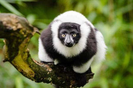 Black and White Animal on Top of Tree Branch during Daytime