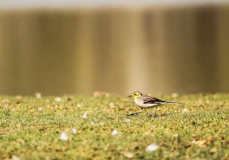 Black and White Bird on Green Grass