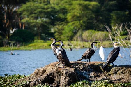 Black and White Birds Near Body of Water at Daytime