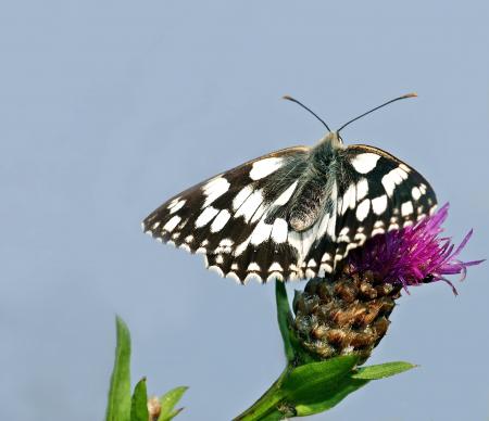 Black And White Butterfly