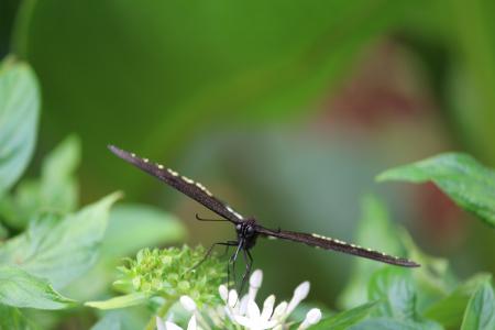 Black and White Butterfly on White Flower during Daytime