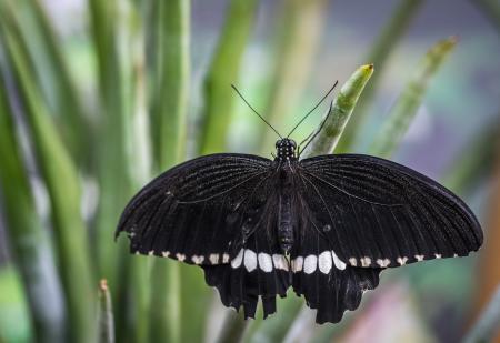 Black and White Butterfly Shallow Focus Photography